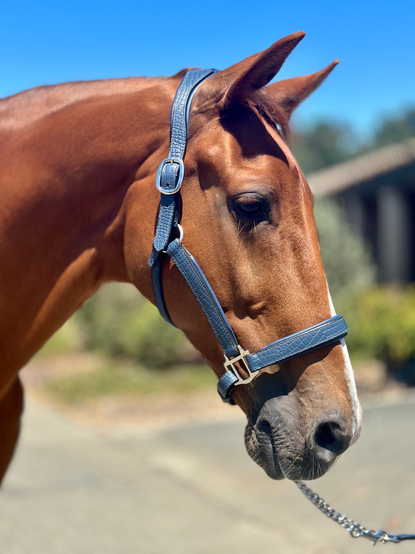 Accessories – Goode Rider