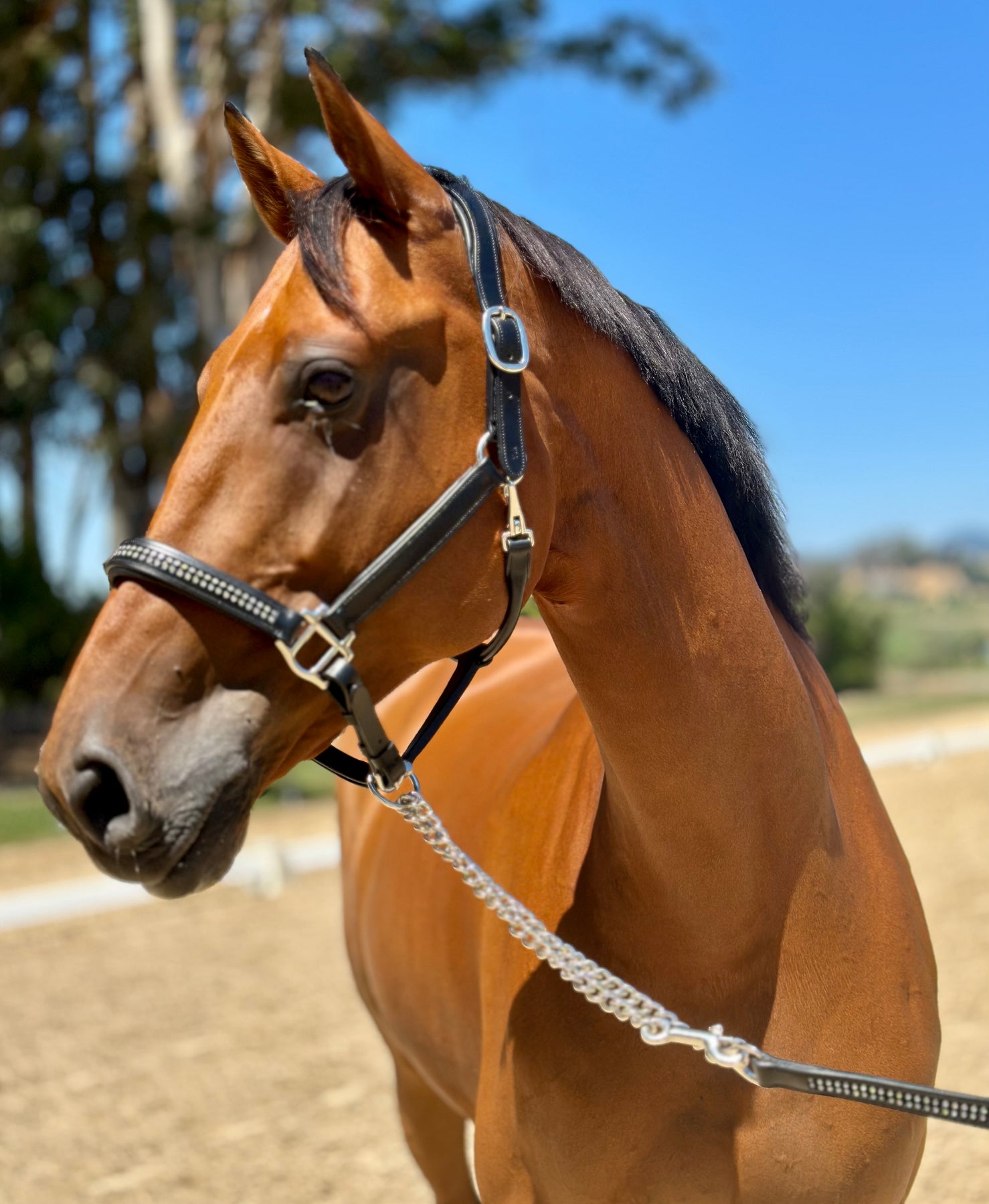 Accessories – Goode Rider