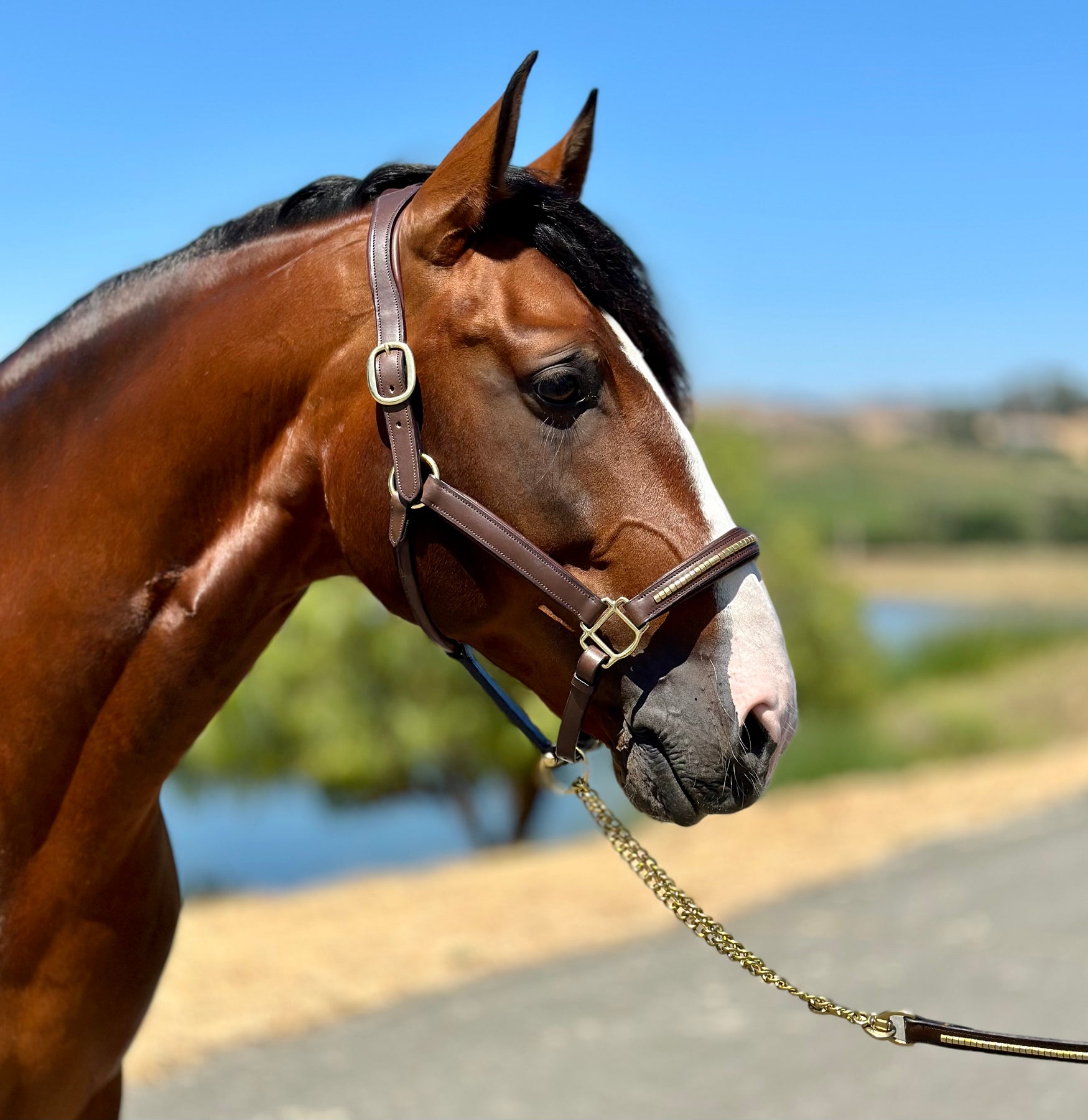 Accessories – Goode Rider