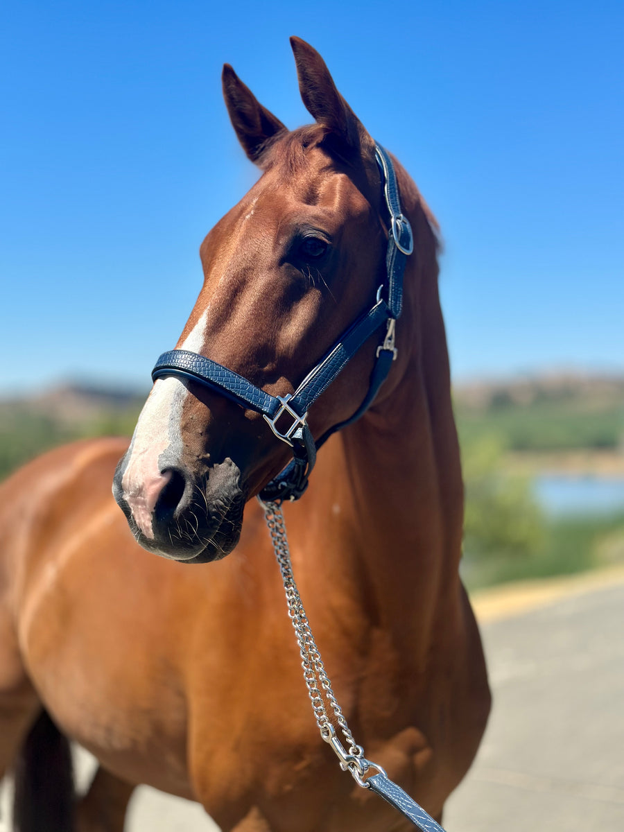 Lead ropes (w/ studchain) – Goode Rider