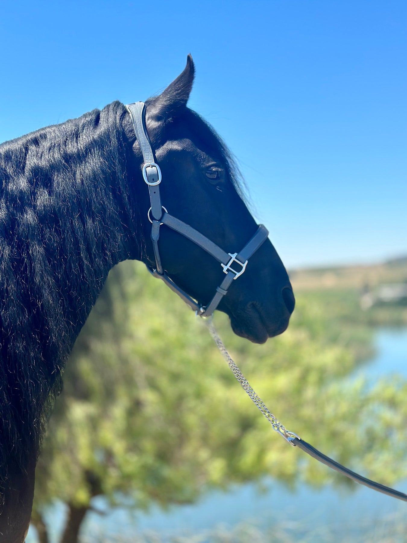 Lead ropes (w/ studchain) – Goode Rider