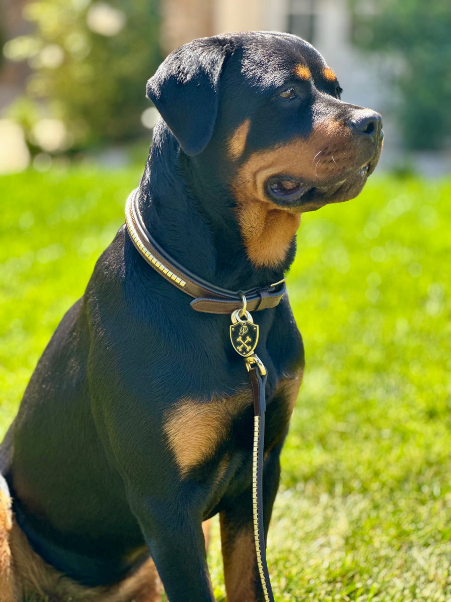 The Zoya Leash – Goode Rider